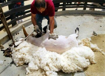 Как правильно стричь овец